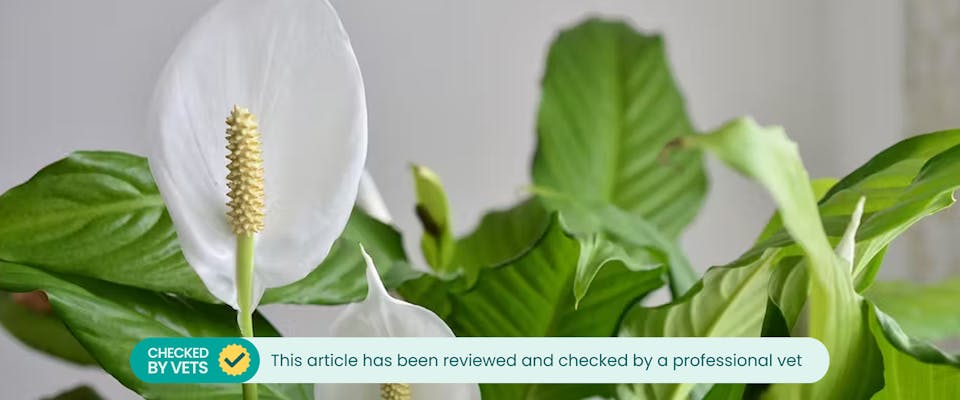 Are peace lilies hot sale toxic for dogs